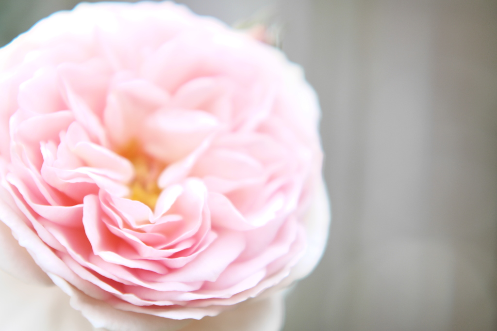 薔薇