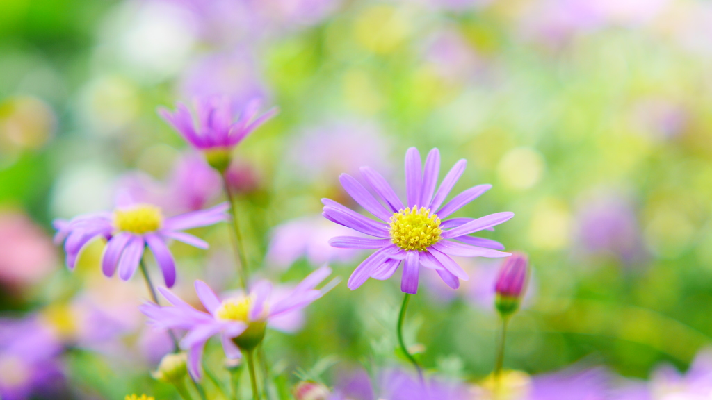 雛菊