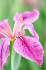 Iris tectorum