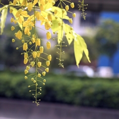 ナンバンサイカチ 阿勃勒