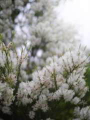 Tea Tree