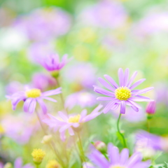 紫色雛菊