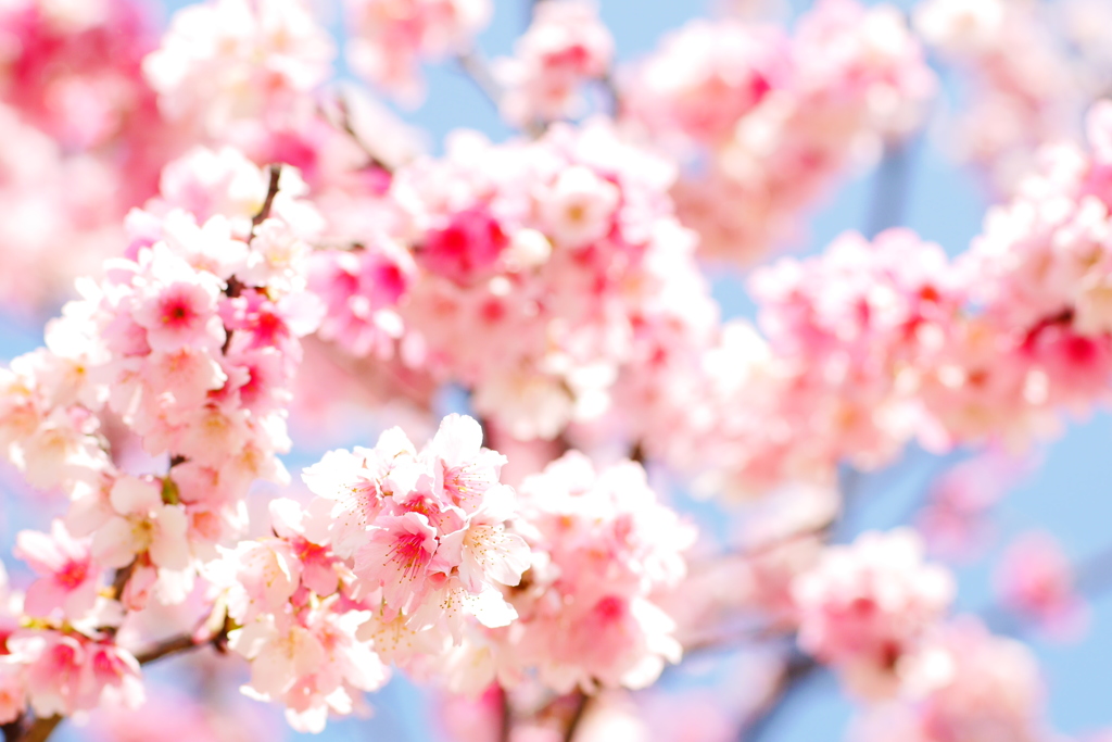 櫻花