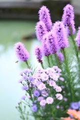 麒麟菊 & 蜜蜂