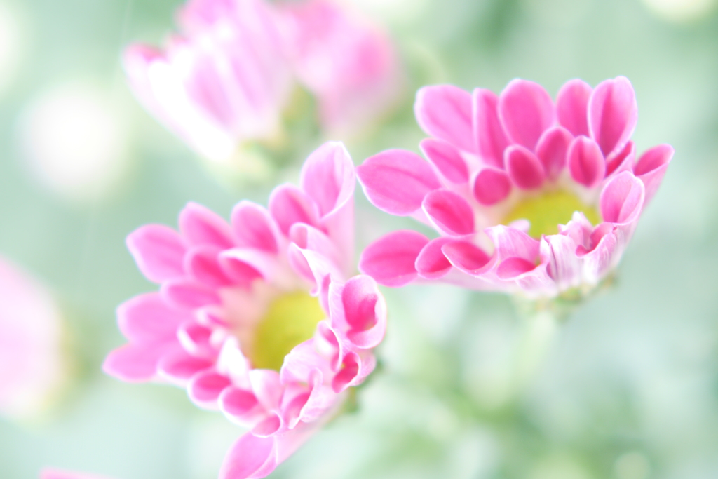 雛菊