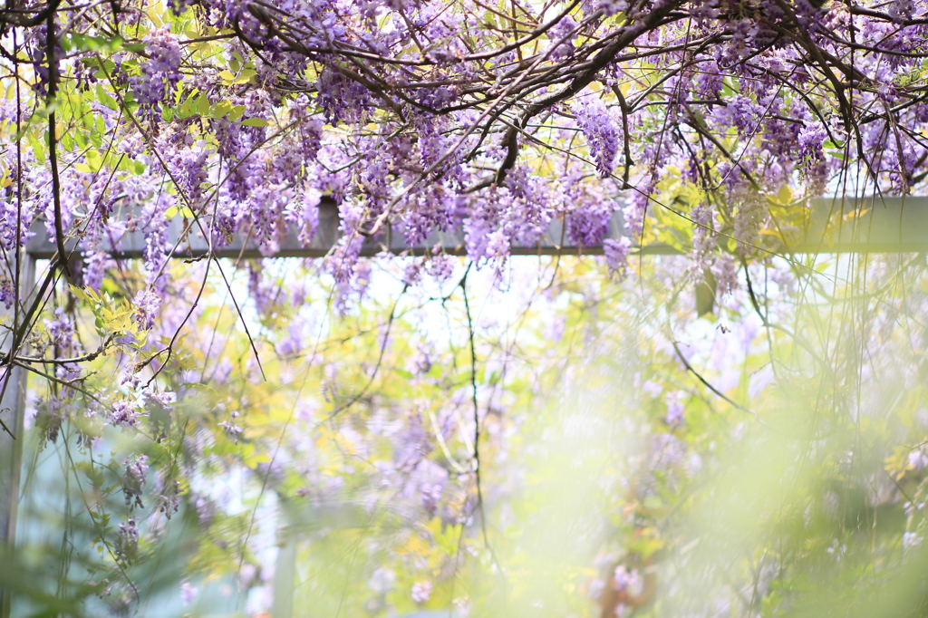 紫藤花