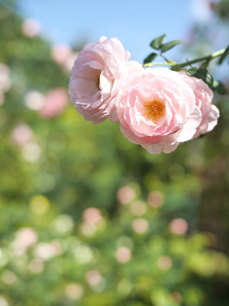 Rosa