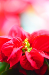 聖誕玫瑰(Winter Rose)