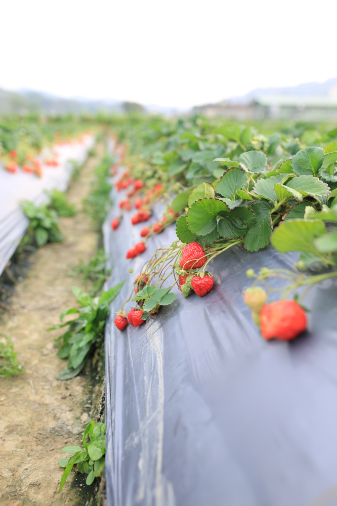 草莓園