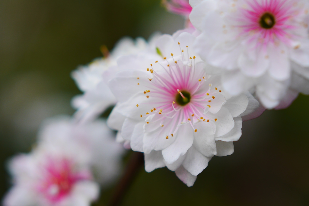 梅花