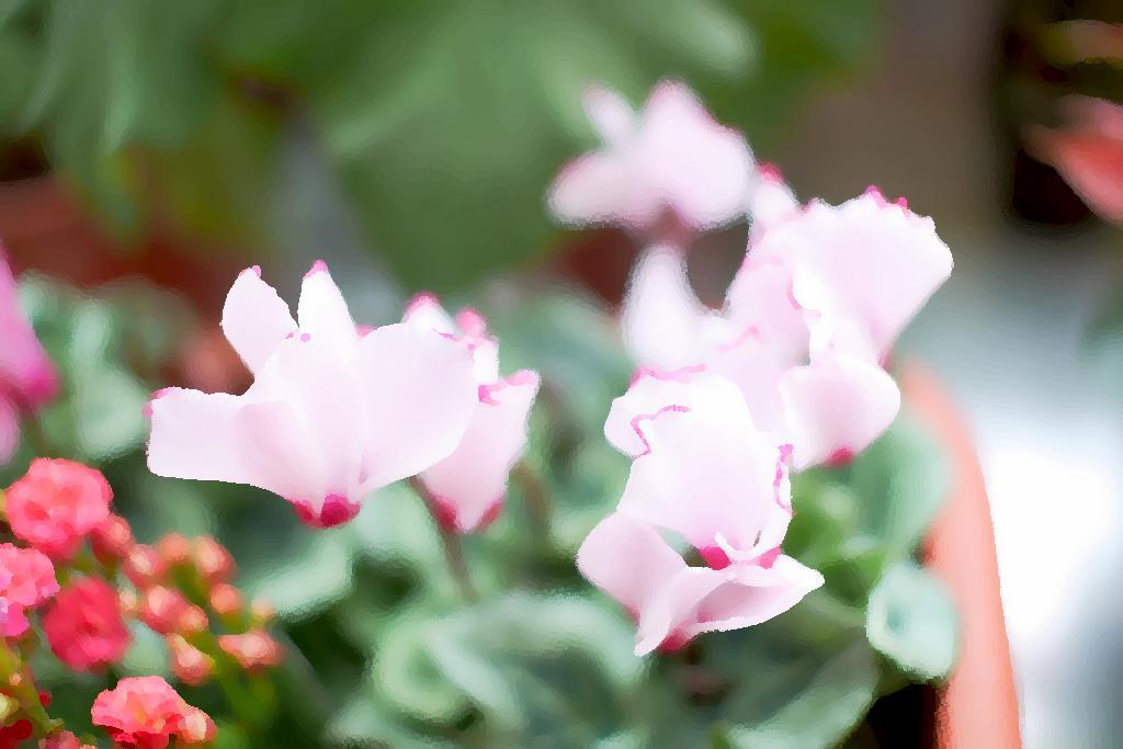 Cyclamen persicum