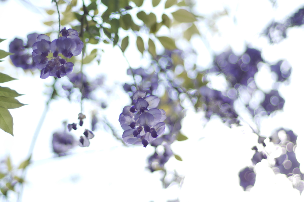 紫藤花