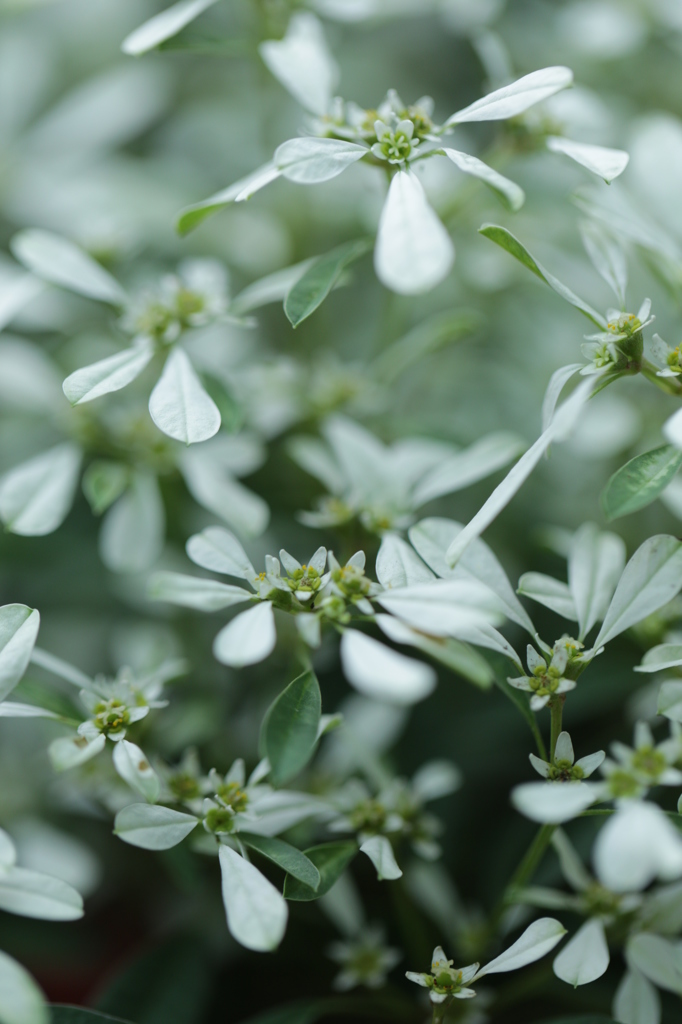 白雪木-聖誕初雪