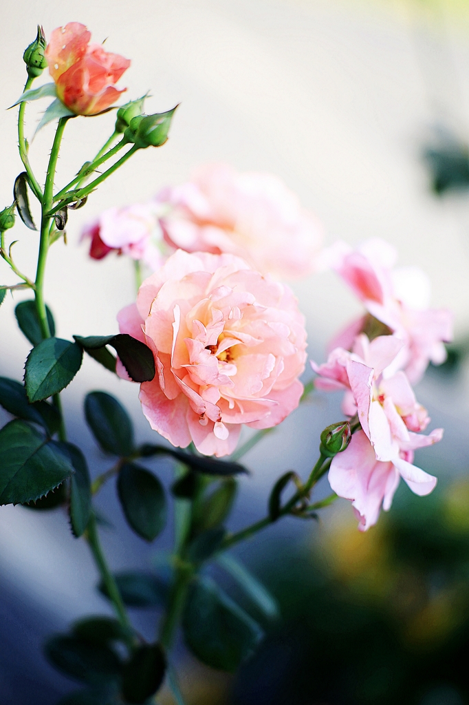 Rosa
