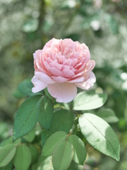 Rosa