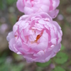 P2310056