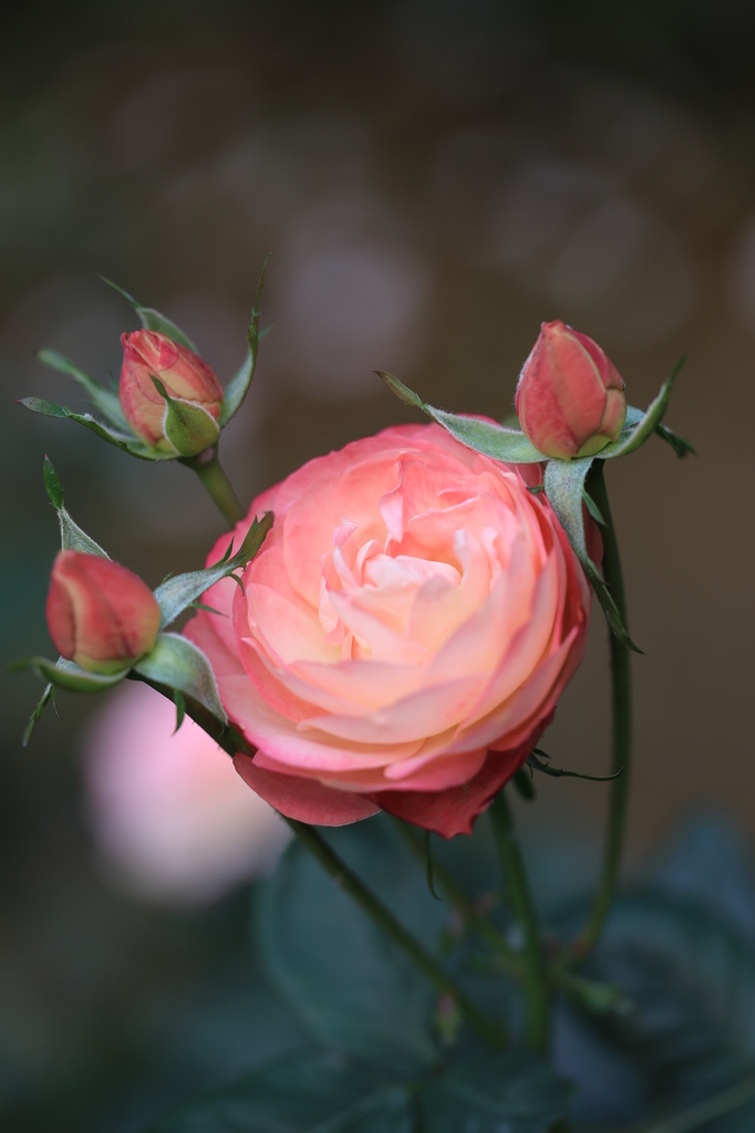 薔薇