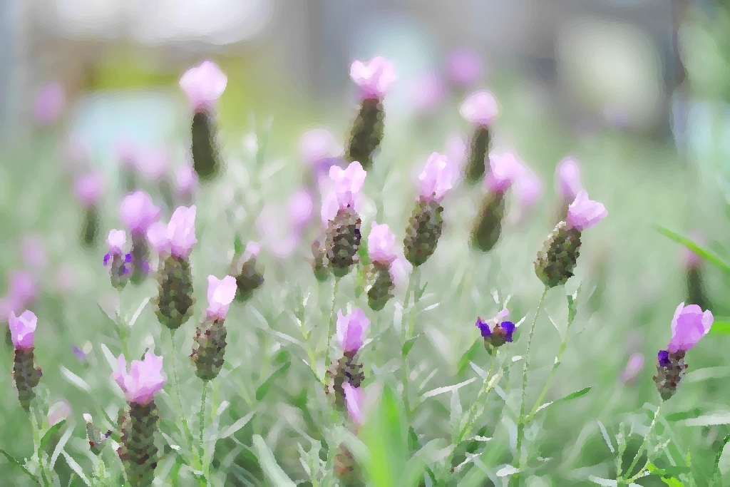 羽葉薰衣草 - 修圖