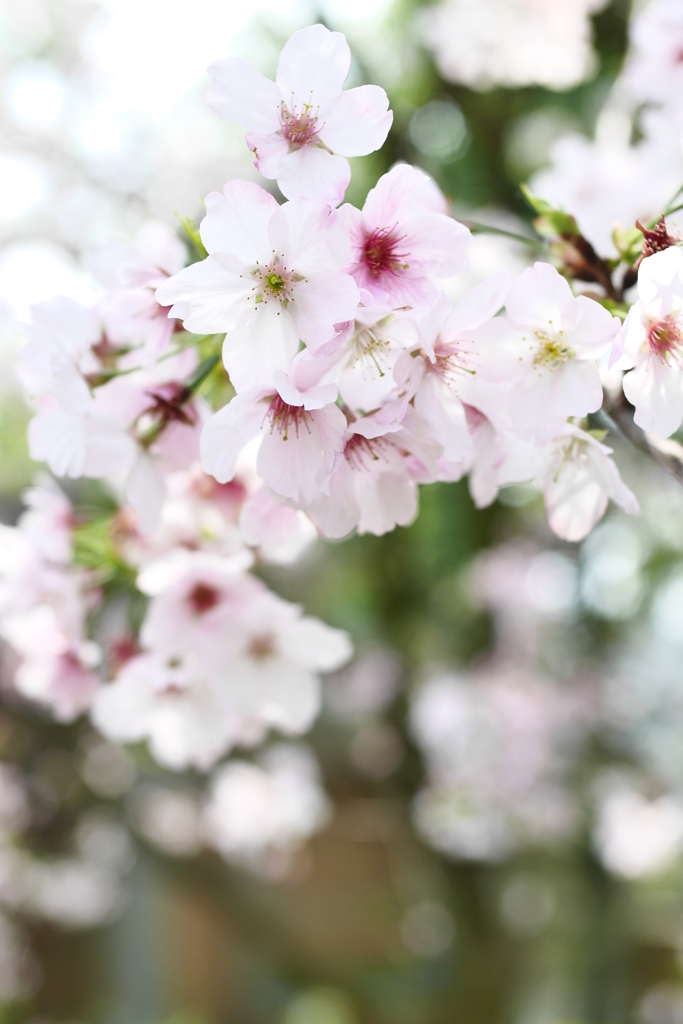 櫻花