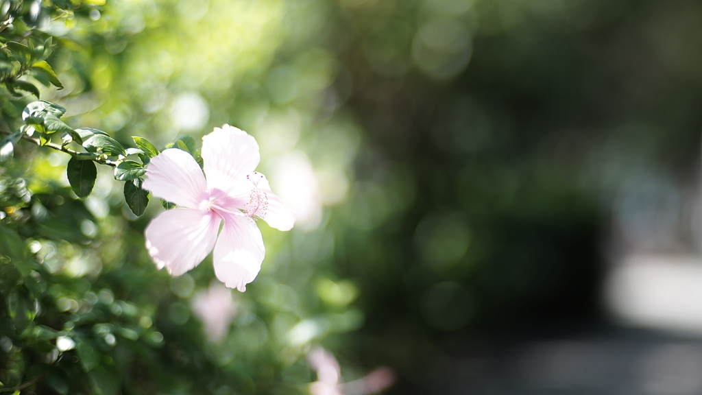 夏艷