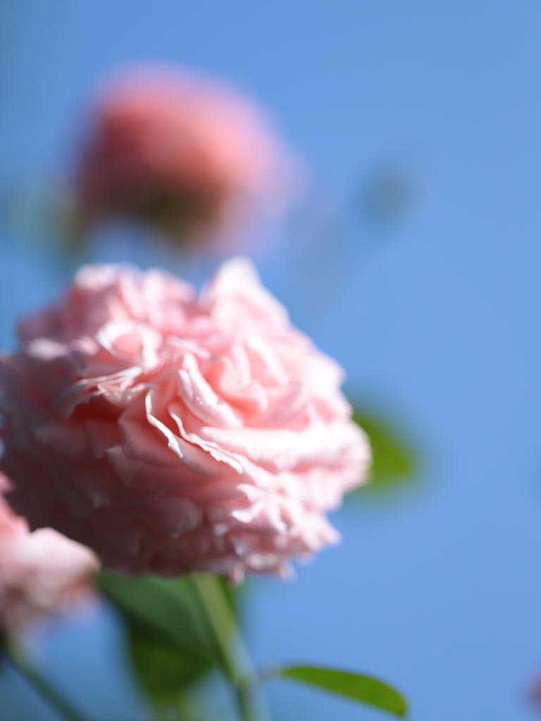 China doll 中國娃娃