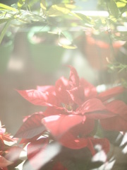 陽台外的 聖誕紅