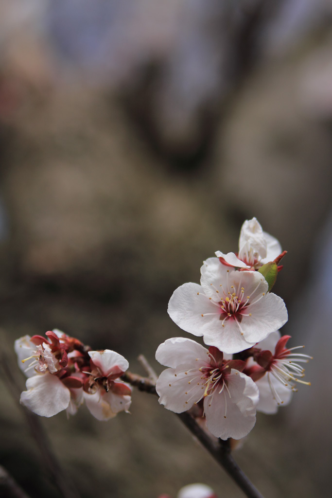 平岡公園の梅①