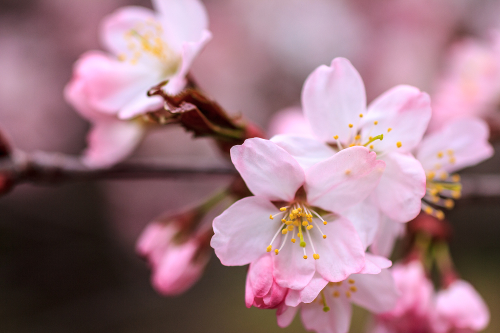 前田森林公園の桜