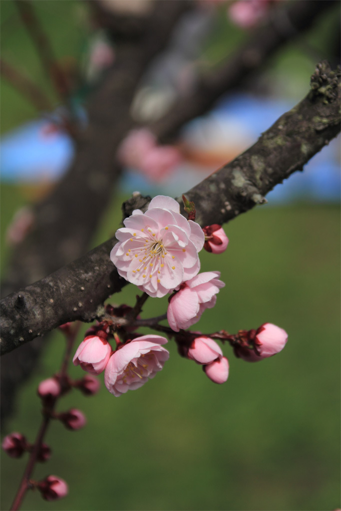 平岡公園の梅⑤