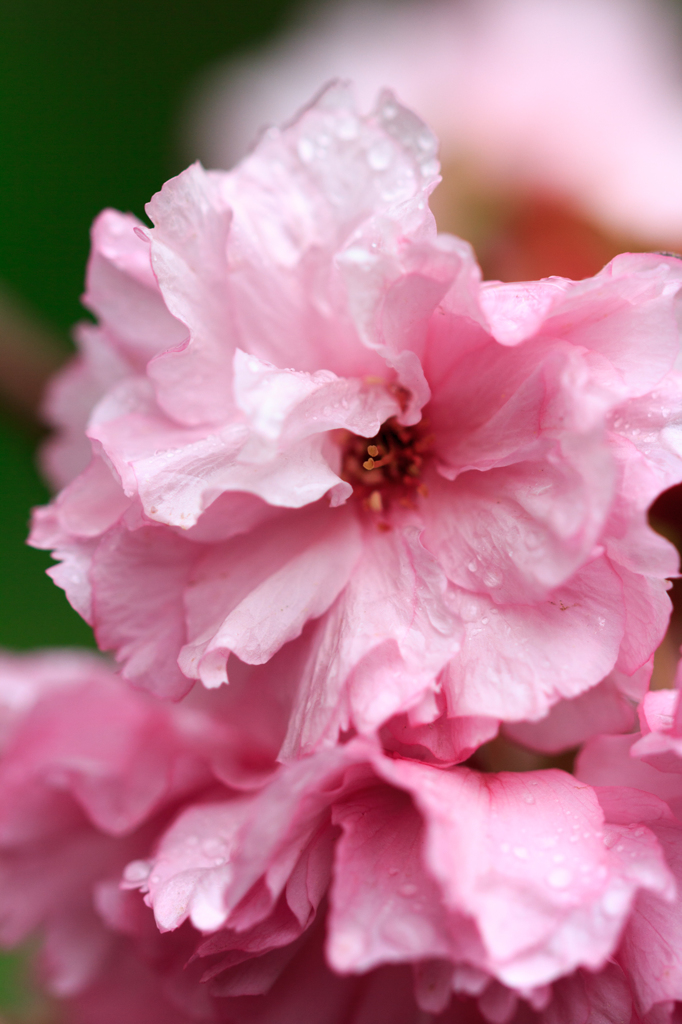 八重桜