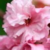 八重桜