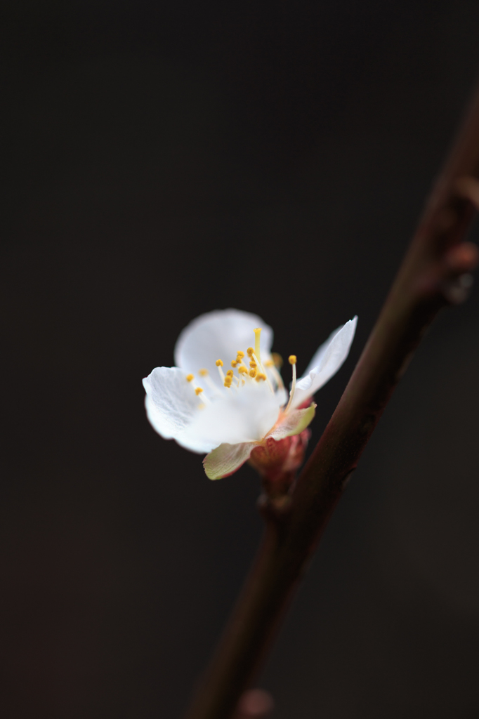 百合ヶ丘公園「春の花展」その２