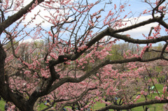 平岡公園の梅⑪