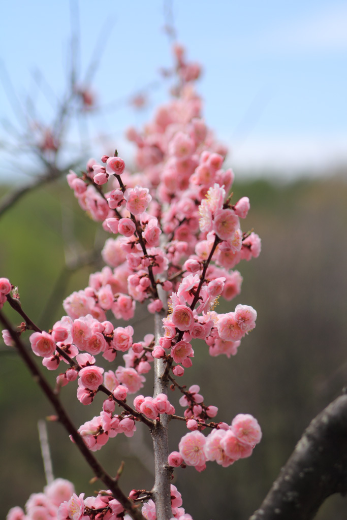 平岡公園の梅⑬