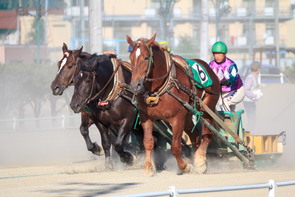 ばんえい競馬