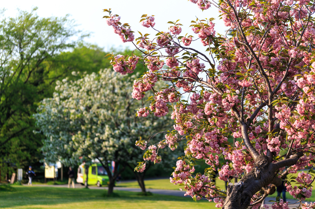 八重桜