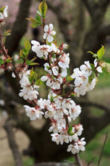 平岡公園の白梅