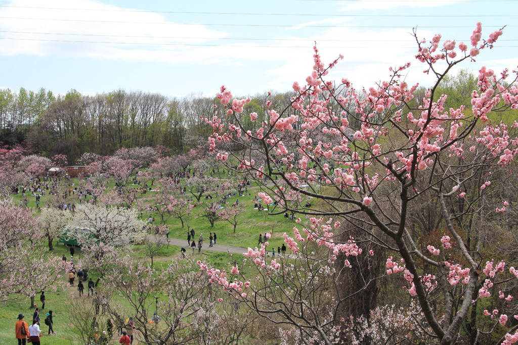 平岡公園の梅⑫