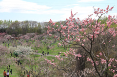 平岡公園の梅⑫