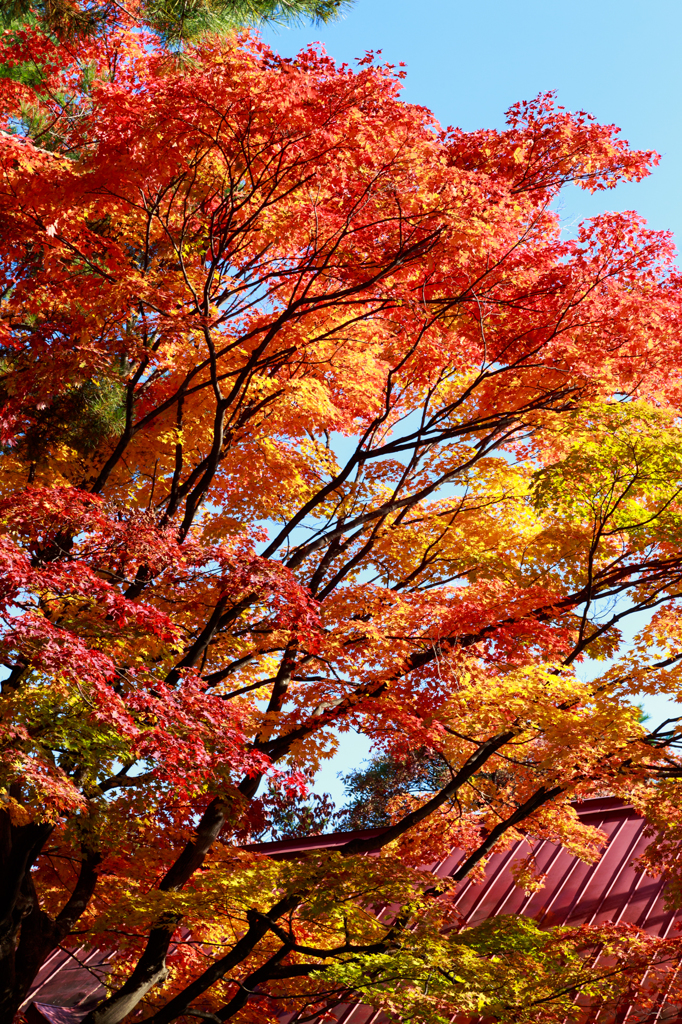 護国神社の紅葉