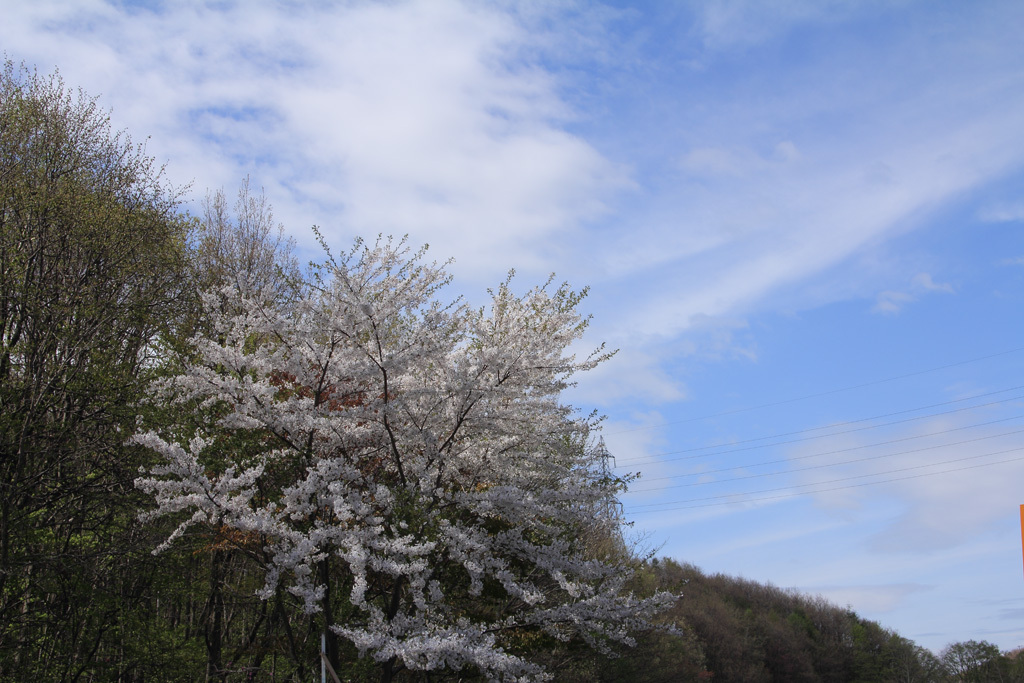 平岡公園の桜