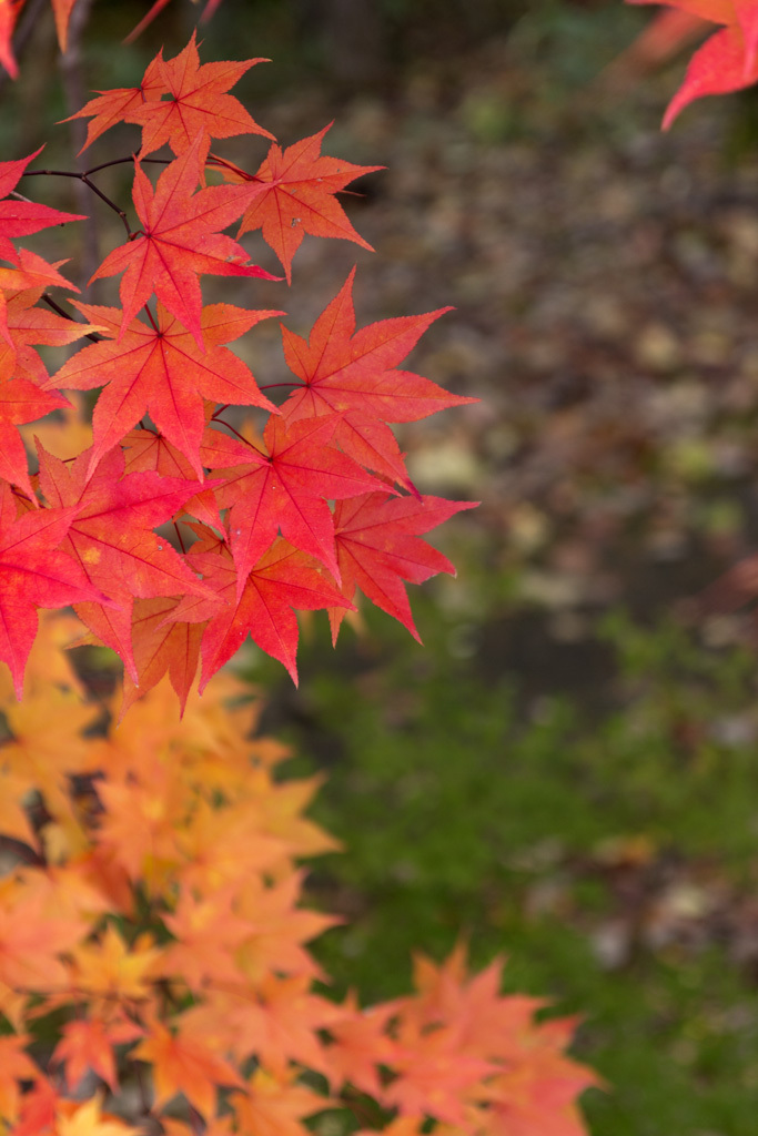 紅葉