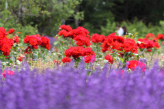 薔薇