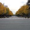 日本大通りのイチョウ並木