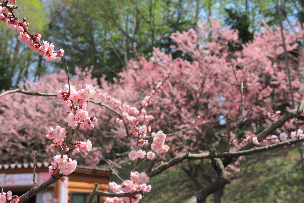 平岡公園の梅⑧