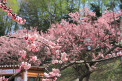平岡公園の梅⑧