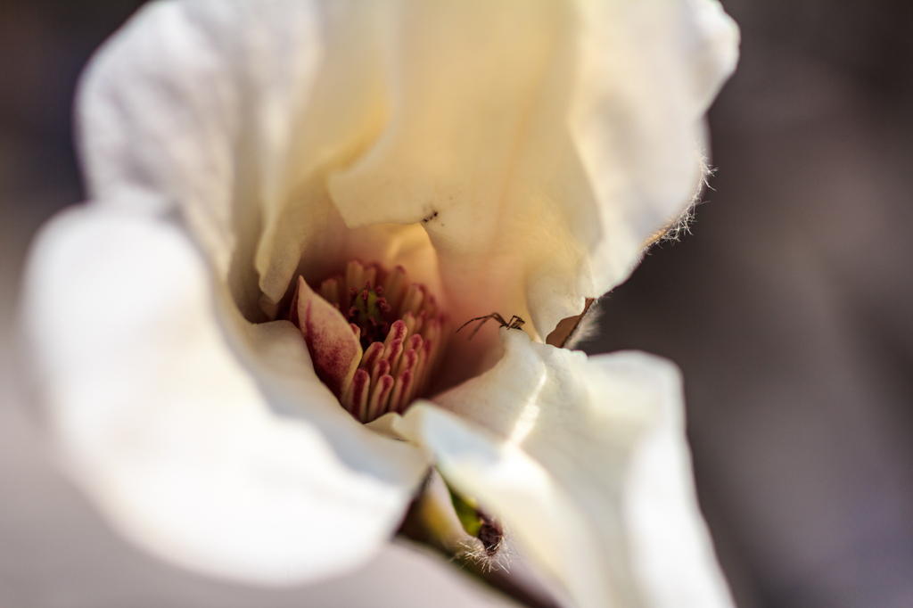 コブシの花の中に蜘蛛