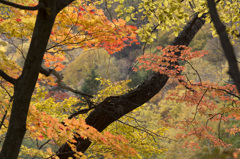 滝ノ上公園の紅葉