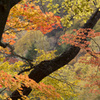 滝ノ上公園の紅葉