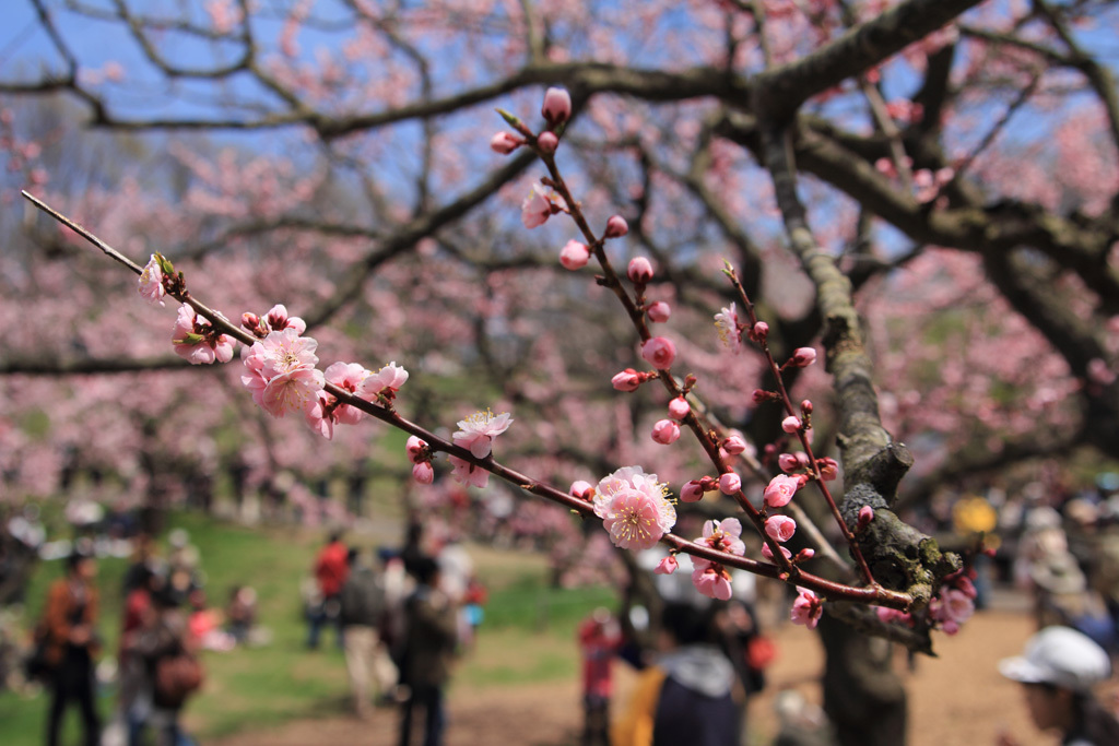 平岡公園の梅④